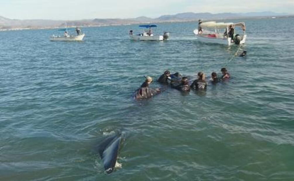 Rescatan a tiburón ballena varado en BCS
