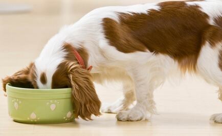 Nunca les des de comer esto a los perros