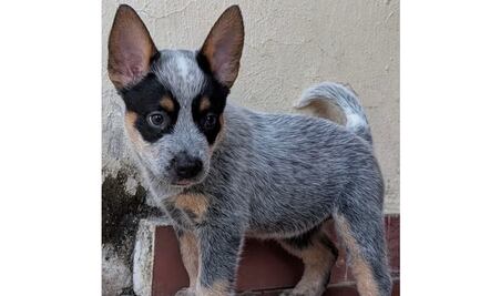 Sicilia, el nuevo caso de crueldad animal que indigna a Mérida; su agresor fue puesto en libertad