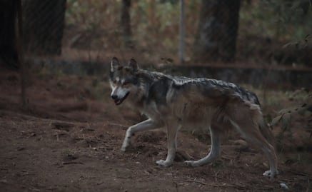 Localizan y resguardan a lobo gris mexicano que escapó de albergue en Tenancingo