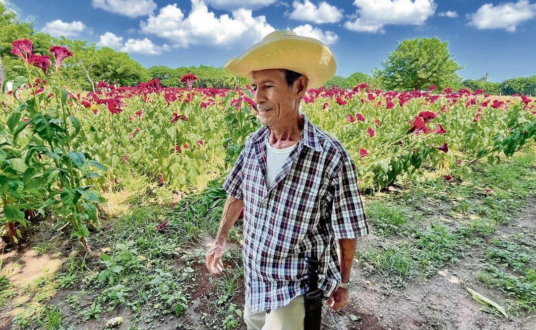 Don Chava guio este año a sus hijas en el proceso de cultivo; espera que ellas puedan continuar con la tradición y lo vean a él en esos campos púrpura. Foto: Patricia Morales / EL UNIVERSAL