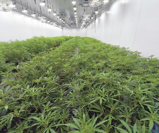 Pide Ssa a Congreso privilegiar derechos