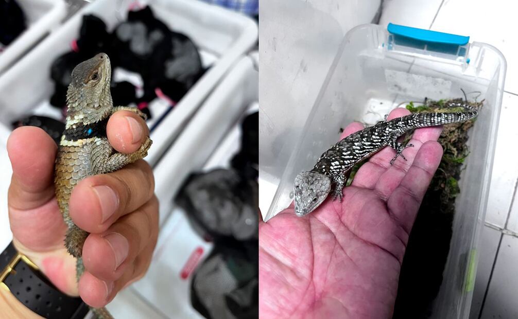 Los ejemplares se encontraban en condiciones críticas de desnutrición y deshidratación por el traslado. Foto: Profepa