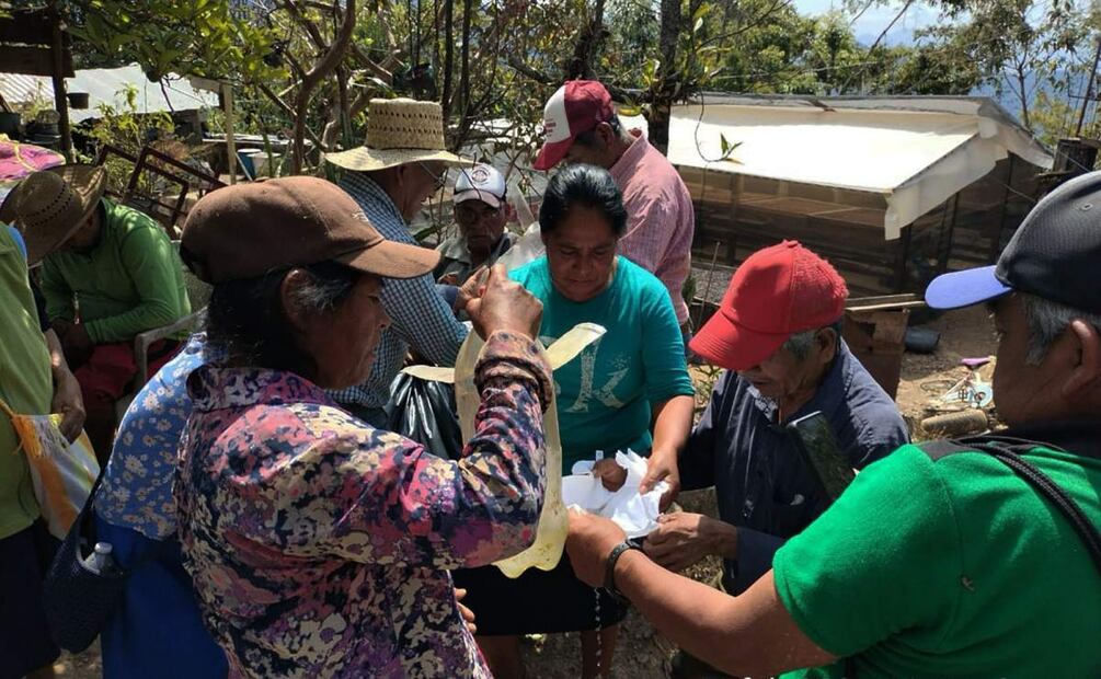 Gusano barrenador afecta 500 hectáreas de cultivo de café en Oaxaca (21/02/2025). Foto: Juana García / EL UNIVERSAL