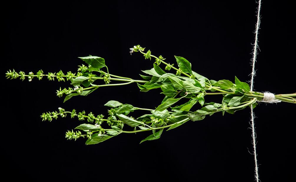 Siete hierbas para usar en la cocina.
Albahaca. Foto: Jorge Garaiz / El Universal