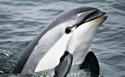 Aquafarming: producing legal totoaba and saving the vaquita