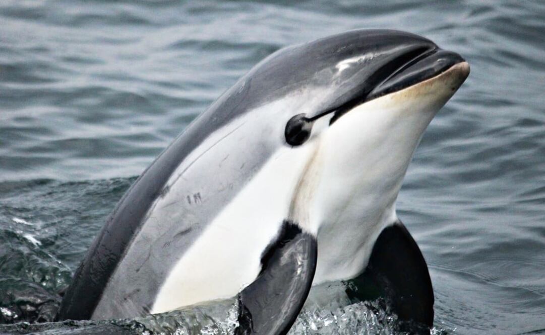 The vaquita has suffered the collateral damage derived from the illegal totoaba market – Photo: File Photo/EL UNIVERSAL