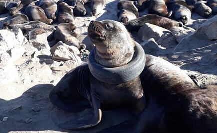 Intentan rescatar a un lobo marino con una llanta atorada en el cuello 