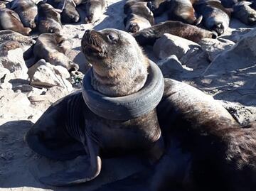 Intentan rescatar a un lobo marino con una llanta atorada en el cuello