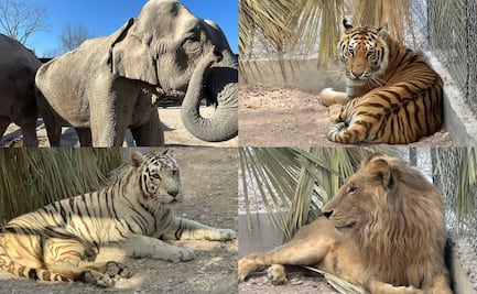 Primeros ejemplares reubicados del Santuario Ostok se adaptan con éxito; en próximos días continuará traslado de fauna