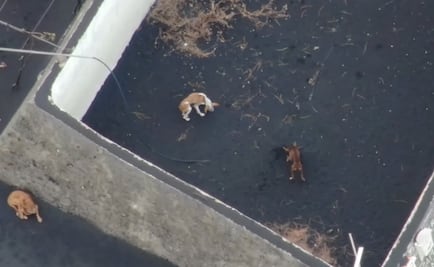 Perros quedan atrapados por lava de volcán en La Palma; los alimentan con drones