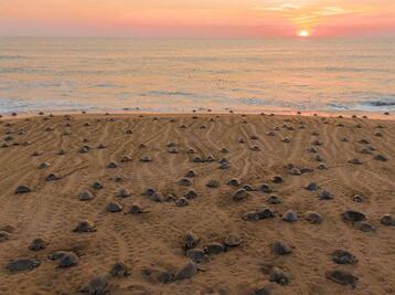 Nacen más de 5 millones de tortugas en Michoacán; liberan a un millón de crías