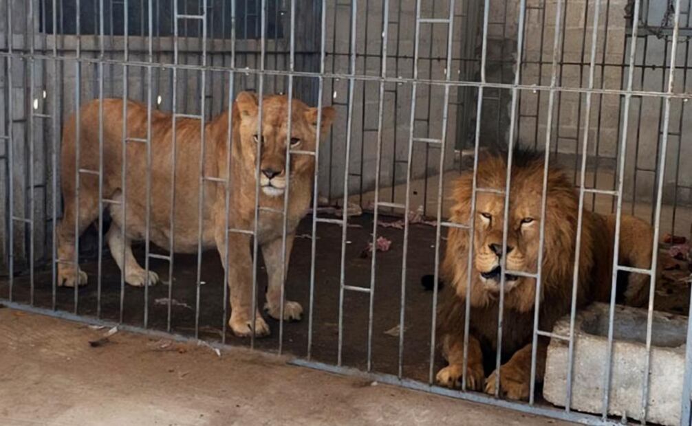 Rescatan leones africanos en desnutrición. Foto: Especial