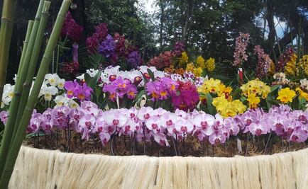 Florece Medellín con su famosa Feria de las Flores