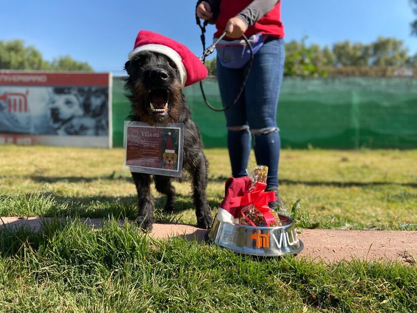 Perritos son ayudantes de los Reyes Magos. Foto. Especial