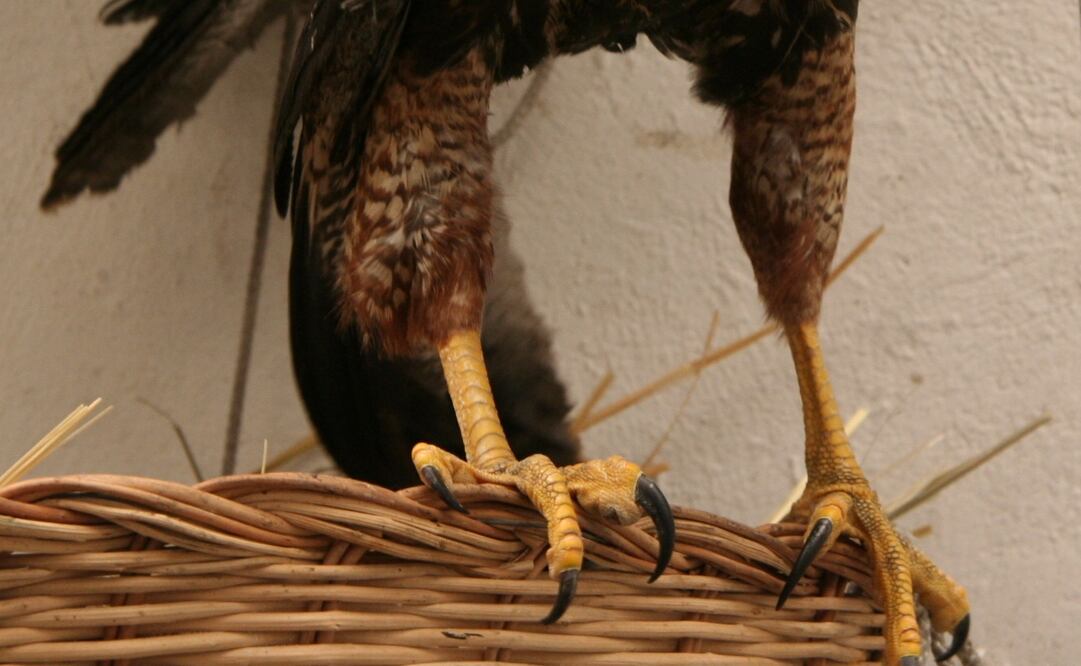 Foto: Archivo / El Universal