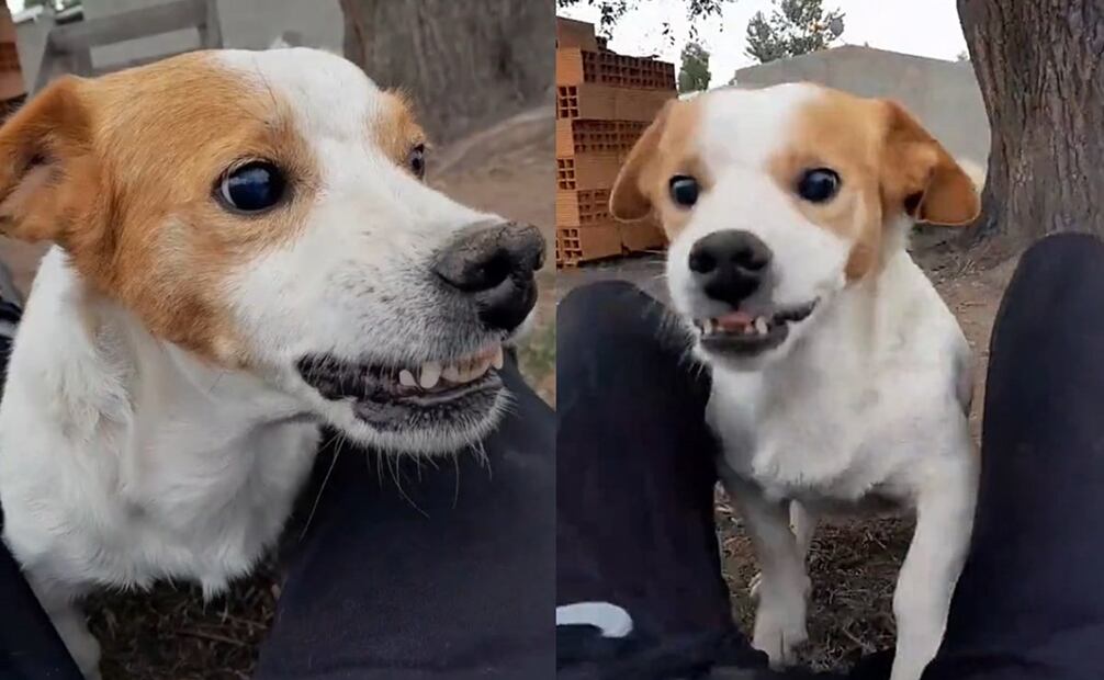 Perrito “malvado” Foto: TikTok @panchoperritomalvado777