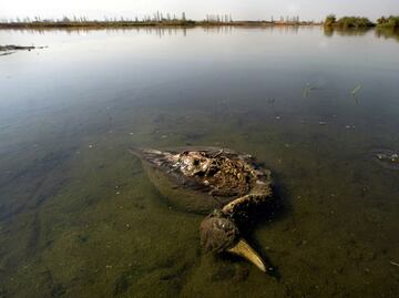 Human activity is driving one million species to extinction
