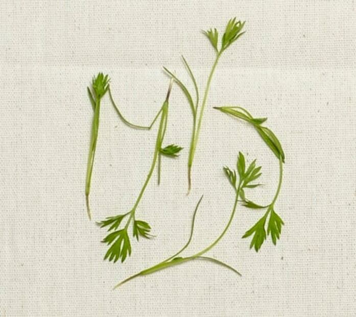 A esto saben las flores y los brotes cuando cocinas con ellos