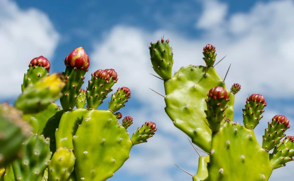 La alquitira o nopal tiene muchos nombres. Foto: Freepik.