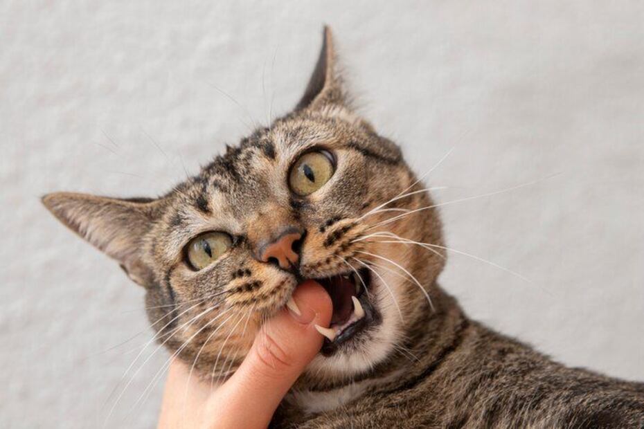 Prevención y tratamiento del acné felino. Fuente: Freepik.