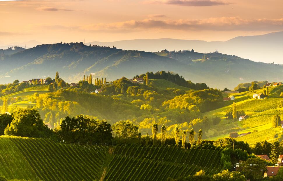 El Sauvignon Blanc austriaco