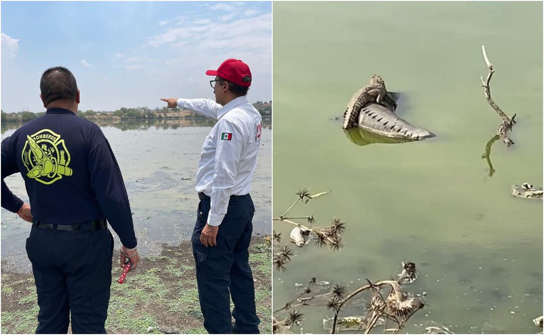 En días recientes, pobladores del lugar señalan haber visto de nueva cuenta al animal en la Laguna de La Piedad. Foto: Especial