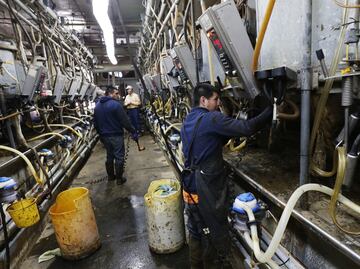 Mexican migrants face sexual harassment, exploitation, and threats at U.S. dairy farms