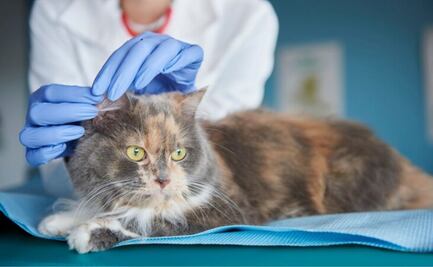 ¿Qué hacer si tu gato tiene costras en las orejas?; descubre la opinión de una veterinaria