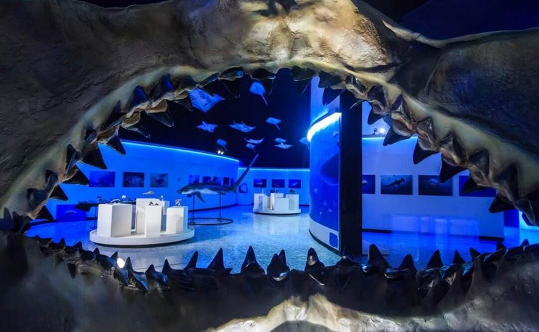 (FOTO: Museo De Historia Natural)