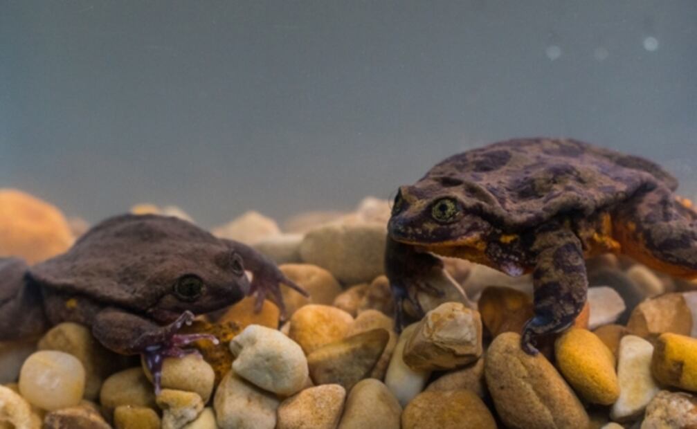 Romeo y Julieta, así fue su primer cita para salvar a su especie