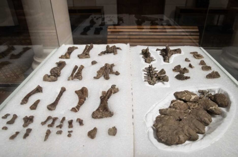 El hallazgo de fósiles de dinosaurio acorazado que desconcierta a paleontólogos