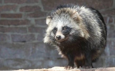 Se cumple un lustro del Covid-19, el virus que cimbró al mundo