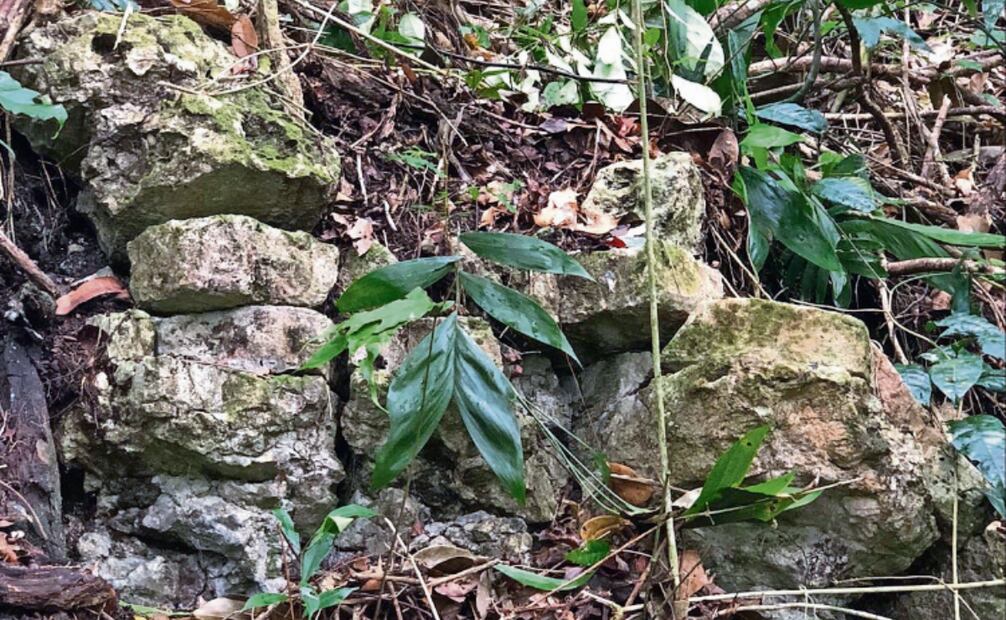Durante su permanencia en el sitio, los especialistas encontraron vestigios de lo que pudieron ser viviendas y cerámica antigua. Foto: Yuko Shiratori