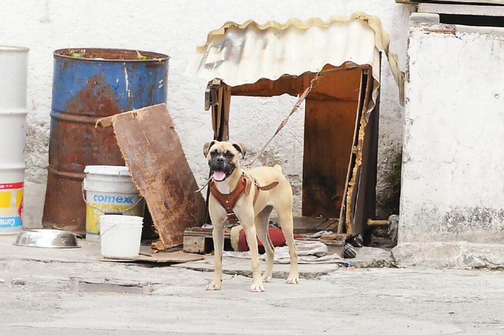 Además de las visitas domiciliarias que se harán a las mascotas, se inaugurará el primer hospital veterinario de la ciudad, con capacidad para atender a 100 animales al día (ARCHIVO EL UNIVERSAL)