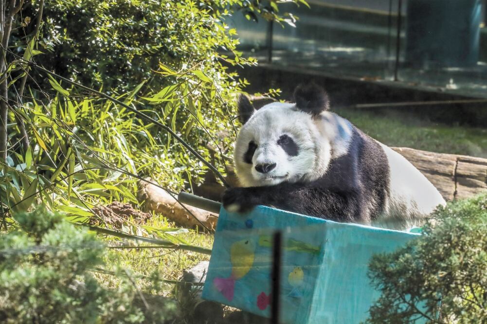 La Sedema resaltó el trabajo que se realiza en los zoológicos de la ciudad, donde especies como el panda se han desarrollado satisfactoriamente. Foto: GERMÁN ESPINOSA. EL UNIVERSAL