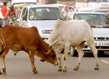Linchan a musulmán en la India tras ser acusado de "traficar" vacas