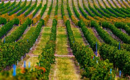 A Parras, por un buen vino