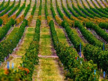 A Parras, por un buen vino