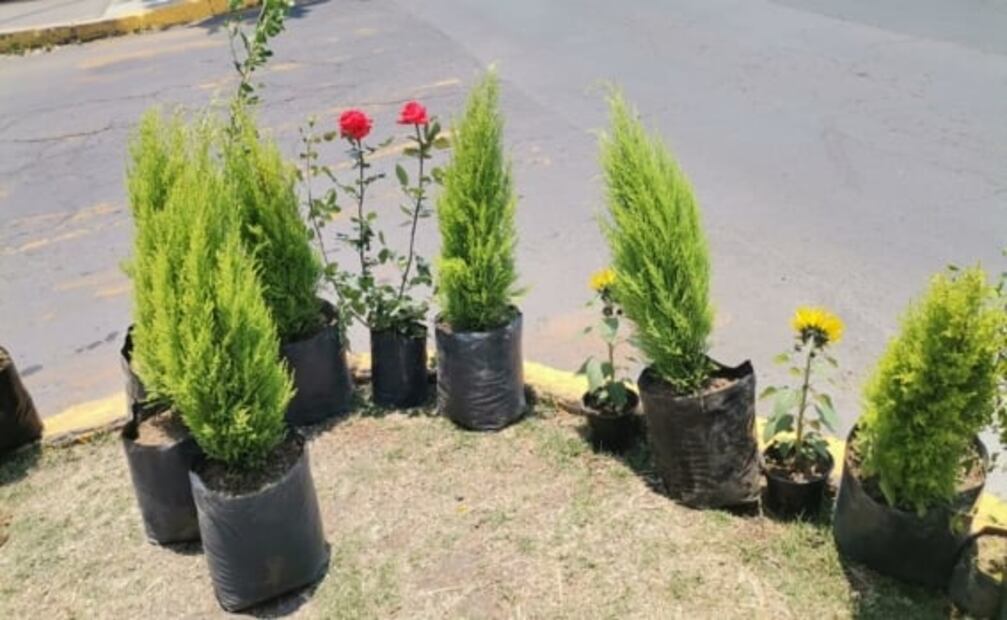 Tras pandemia, Don José Luis cambia árboles y plantas por despensa o ropa en Metepec