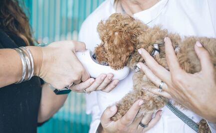 ¡Llegan "dogtores" a Tlalnepantla! Inauguran tercera clínica veterinaria en El Tenayo