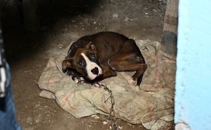 En Navidad aumenta índice de lomitos abandonados o amarrados en azoteas, “no son un regalo”: Pedigree