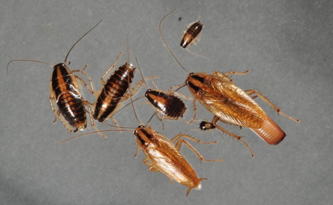 Foto:  Changlu Wang/Rutgers University-New Brunswick