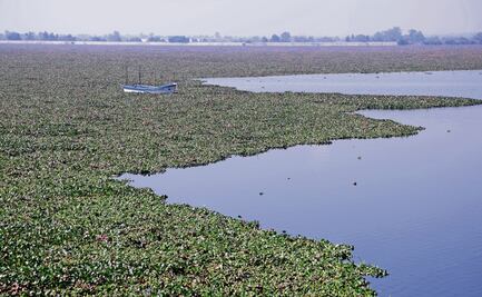 Llaman a no ingresar a la Laguna de Zumpango; no es apta para nadar, advierten autoridades 