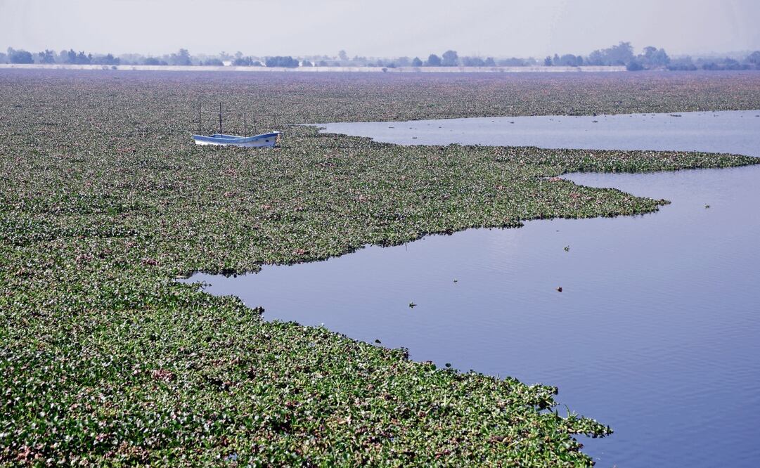 Con tanto lirio acuático están en riesgo las actividades turísticas que se han retomado, como los paseos en lancha, ya se quedó varada una, explicó un habitante de la comunidad de San Pedro la Laguna. Foto: Carlos Mejía / EL UNIVERSAL