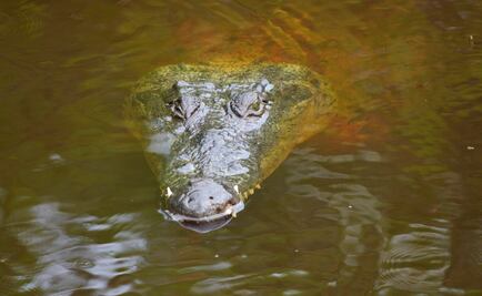 Cocodrilos sorprenden a turistas en Playa Tortuga