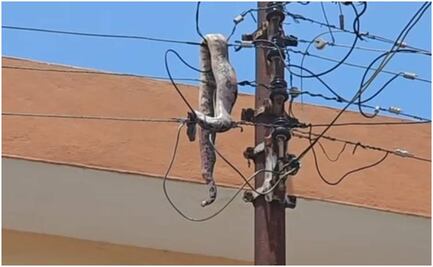 Boa se enreda en poste de luz y deja sin energía eléctrica a cientos de usuarios en Mérida, Yucatán