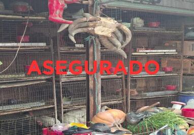 Elementos de la Fiscalía del Edomex rescatan a 162 animales en mercado municipal de Cuautitlán México; encuentran 47 restos óseos