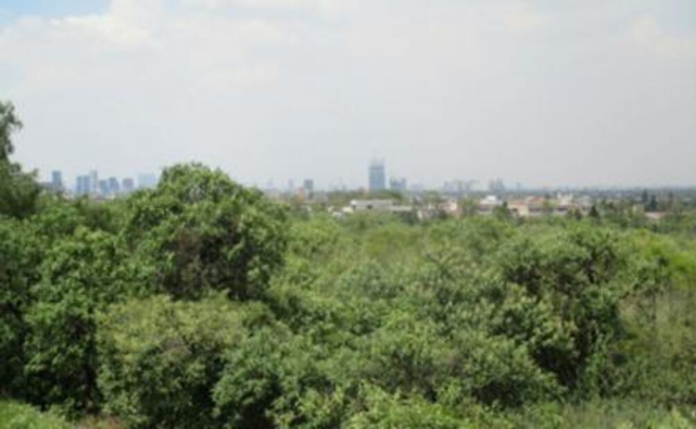 Iguana negra, un nuevo habitante en la UNAM