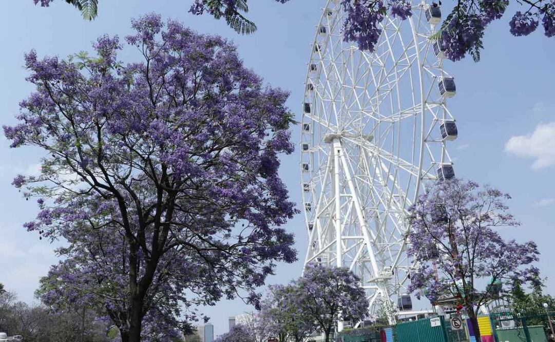 Jacarandas atraen a más turistas a la Ciudad de México (09/04/2025). Foto: Fernanda Rojas / EL UNIVERSAL